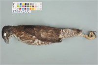 鳳頭蒼鷹藏品圖，第5張